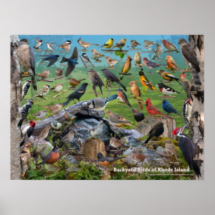 Achtertuin vogels Rhode Island Poster