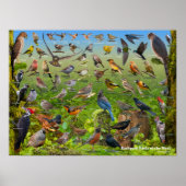 Achtertuin vogels van het westen poster (Voorkant)