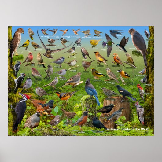 Achtertuin vogels van het westen poster (Voorkant)