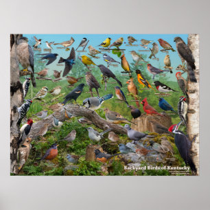 Achtertuin vogels van Kentucky Poster
