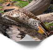 Achtertuin vogels van Minnesota Poster (Hoek)