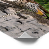 Achtertuin vogels van Ohio Large Poster (Hoek)