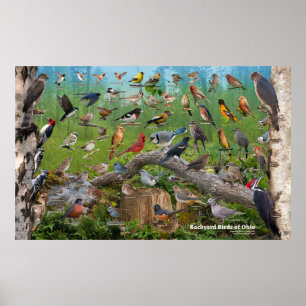 Achtertuin vogels van Ohio Large Poster
