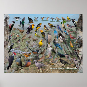 Achtertuin vogels van Oost-Oregon Poster