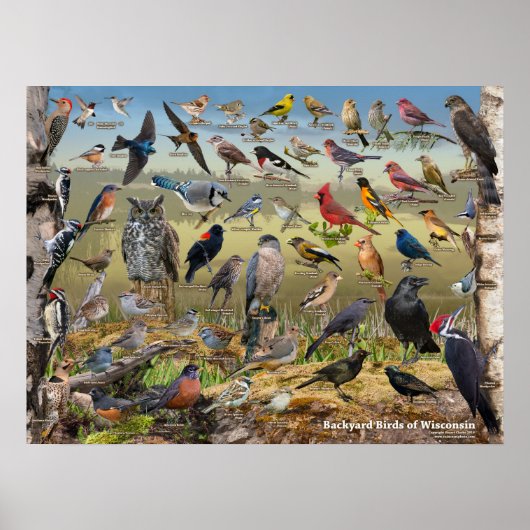 Achtertuin vogels van Wisconsin Poster (Voorkant)