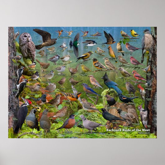 Achtertuin vogels West ID-Poster Poster (Voorkant)
