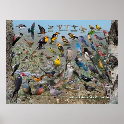 Achterwerende vogels van de BC Interior Poster (Voorkant)