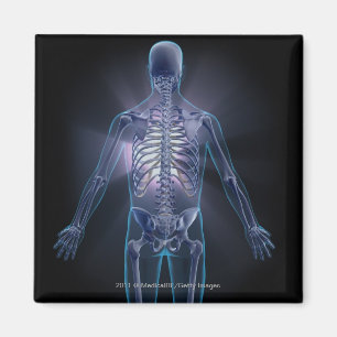 Achterzijde uitzicht van een menselijk skelet magneet