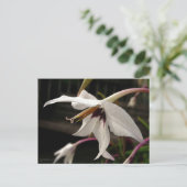 Acidanthera or Peacock Gladiolus Briefkaart (Staand voorkant)