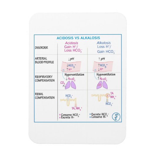 Acidose contre Akalosis Magnet (Vertical)