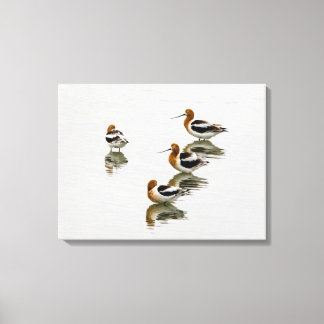 Acocets Canvas Afdruk