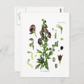 Aconitum napellus briefkaart (Voorkant / Achterkant)