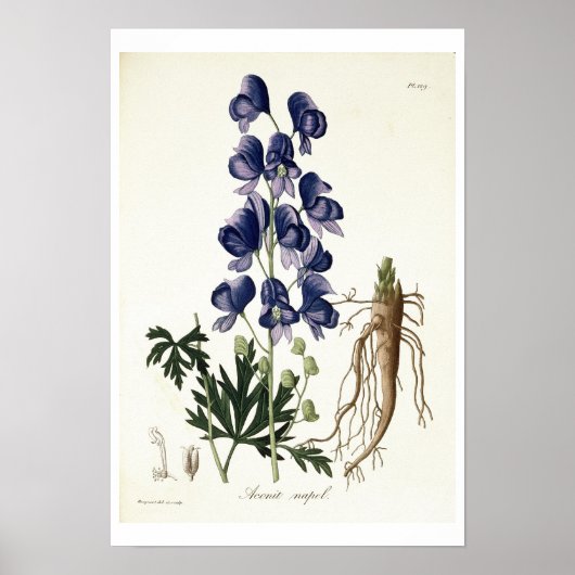 Aconitum Napellus uit 'Phytographie Medicale' door Poster (Voorkant)