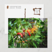 Acorn elf heeft net een pittige chili peper geproe briefkaart (Voorkant / Achterkant)