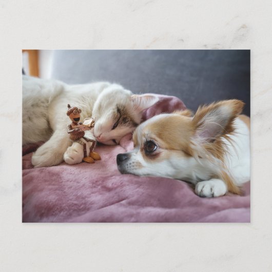 Acorn elf leest sprookje voor aan hond en kat briefkaart (Voorkant)
