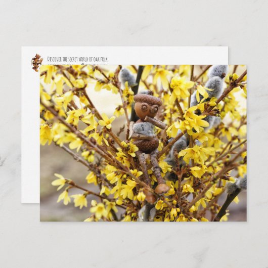 Acorn elf met briefkaart van catkins Spring (Voorkant / Achterkant)