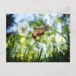 Acorn elf op de paardenbloem briefkaart