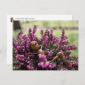 Acorn elf op het briefkaart van de heide tuin (Voorkant / Achterkant)