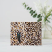 Acorn Woodpecker Briefkaart (Staand voorkant)