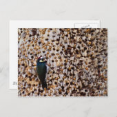 Acorn Woodpecker Briefkaart (Voorkant / Achterkant)