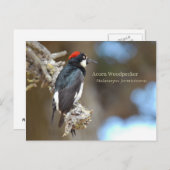 Acorn Woodpecker Briefkaart (Voorkant / Achterkant)