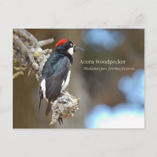 Acorn Woodpecker Briefkaart (Voorkant)