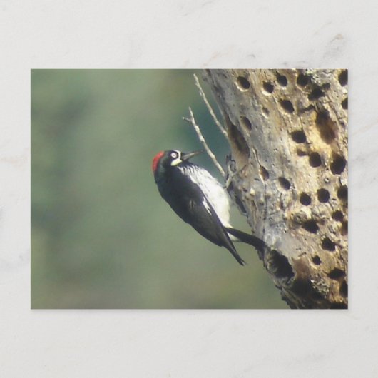 Acorn Woodpecker Briefkaart (Voorkant)