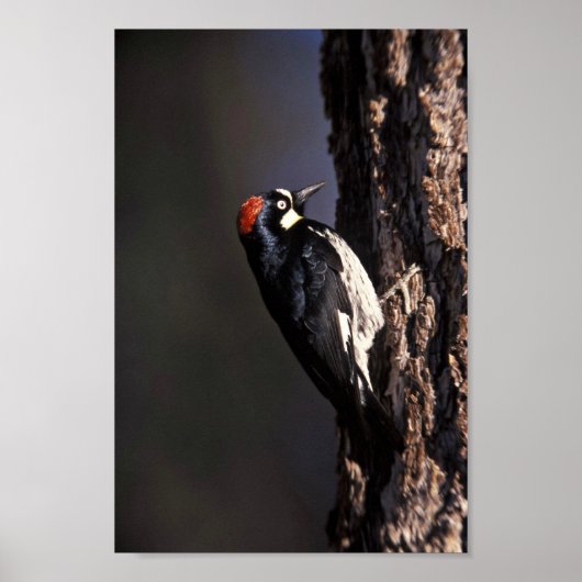 Acorn Woodpecker Poster (Voorkant)