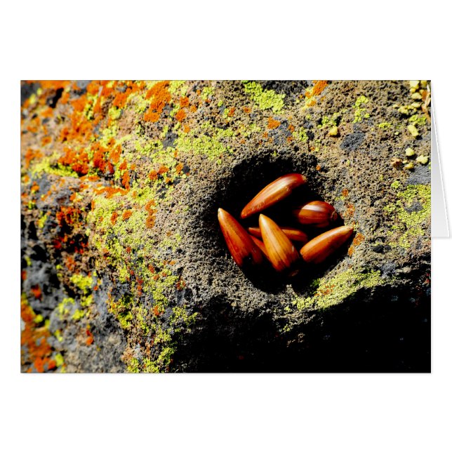 Acorns (Devant horizontal)