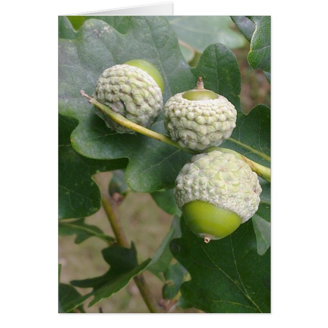 Acorns Card (Voorkant)
