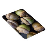 Acorns Magnet Magneet (Rechterzijde)
