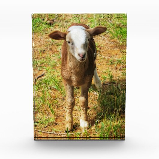 Acrylfotoblok van 5 x 7 inch | | Scout Lambie Fotoblokken (Voorkant)