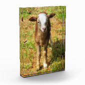 Acrylfotoblok van 5 x 7 inch | | Scout Lambie Fotoblokken (Links)