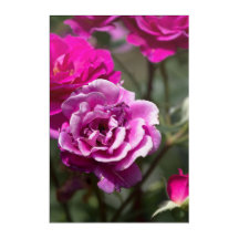 Acrylprint Mooie Rozen Fotografie