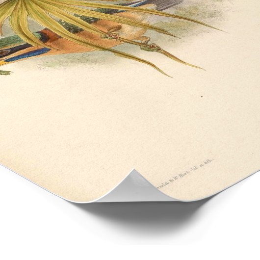 Actenoides Concretus Kingfisher Bird Poster (Hoek)