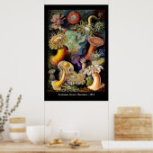 Actiniae par Ernst Haeckel Affiche (Cuisine)