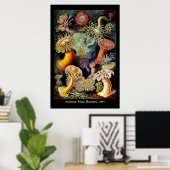 Actiniae par Ernst Haeckel Affiche (Bureau à domicile)