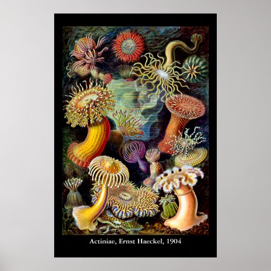 Actiniae par Ernst Haeckel Affiche (Devant)