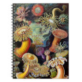 Actiniae par Ernst Haeckel Carnet (Devant)