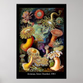 Actiniae par Ernst Haeckel Poster (Devant)