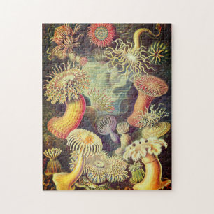 Actiniae Puzzle door Ernst Haeckel Legpuzzel