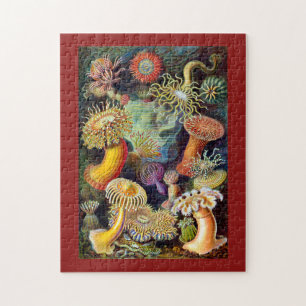 Actiniae van Ernst Haeckel Legpuzzel