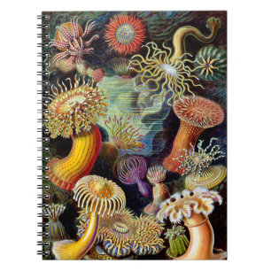 Actiniae van het Notitieboek Ernst Haeckel