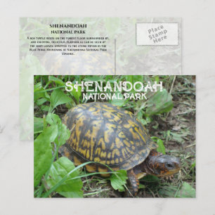 Activiteiten in de omgeving van Box Turtle Munchin Briefkaart