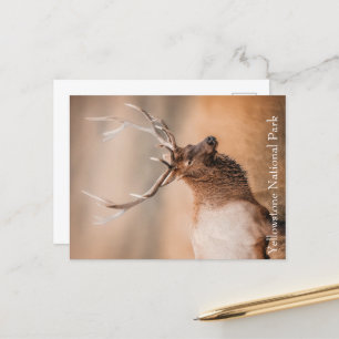 Activiteiten in de omgeving van Bull Elk Yellowsto Briefkaart