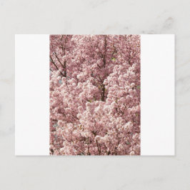 Activiteiten in de omgeving van Cherry Blossoms Tr Briefkaart