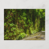 Activiteiten in de omgeving van Fern Canyon Redwoo Briefkaart (Voorkant)