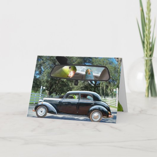 Activiteiten in de omgeving van Miss Daisy Parrotl Kaart (Voorkant)