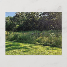 Activiteiten in de omgeving van Oakwoods Metropark Briefkaart