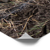 Activiteiten in de omgeving van Resting Cheetah - Poster (Hoek)